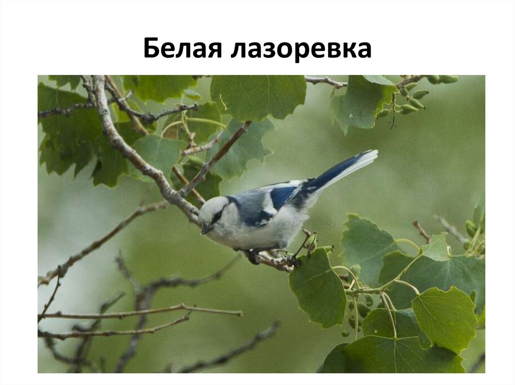 Белая лазоревка