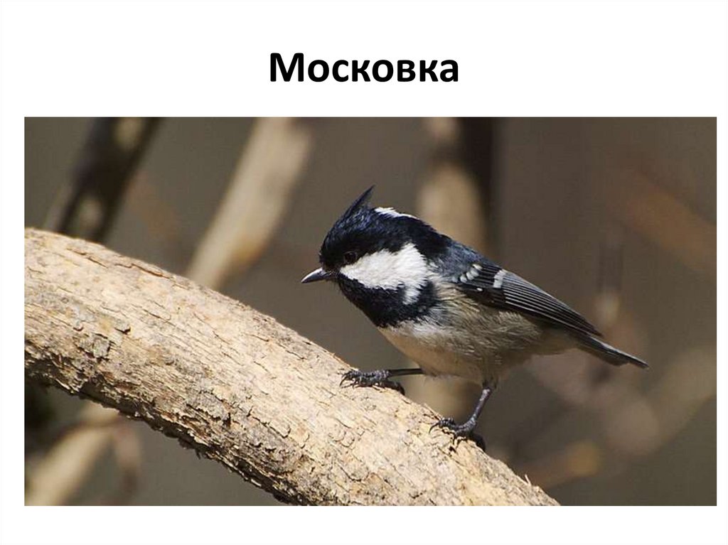Московка