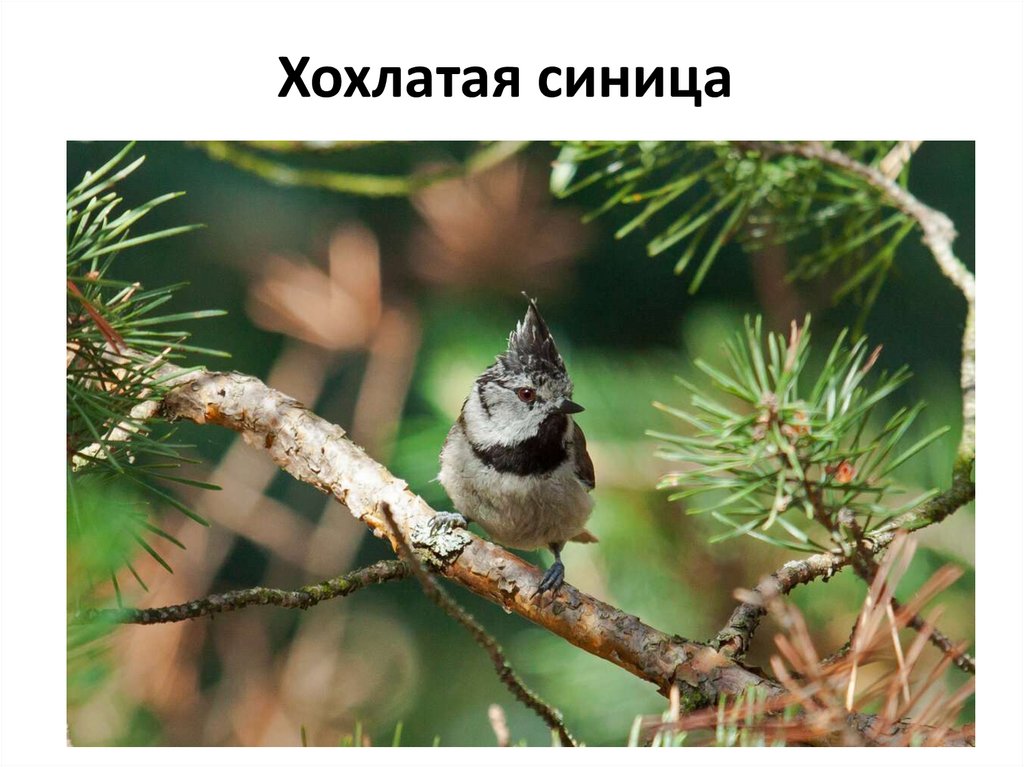 Хохлатая синица