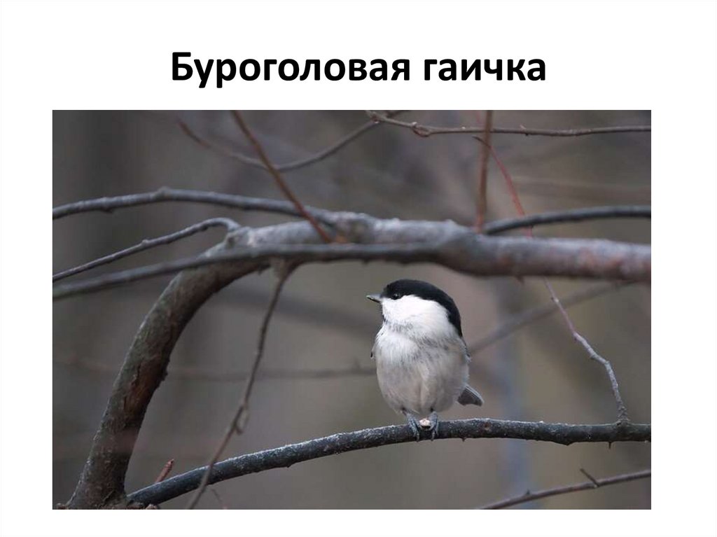 Буроголовая гаичка