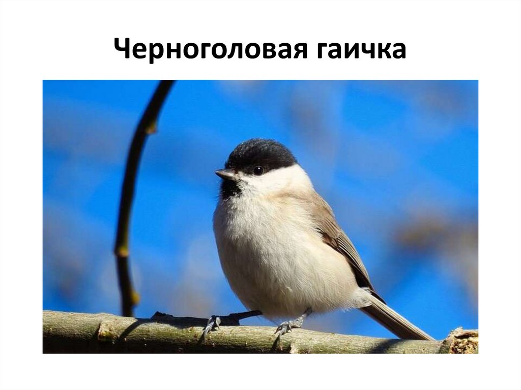 Черноголовая гаичка