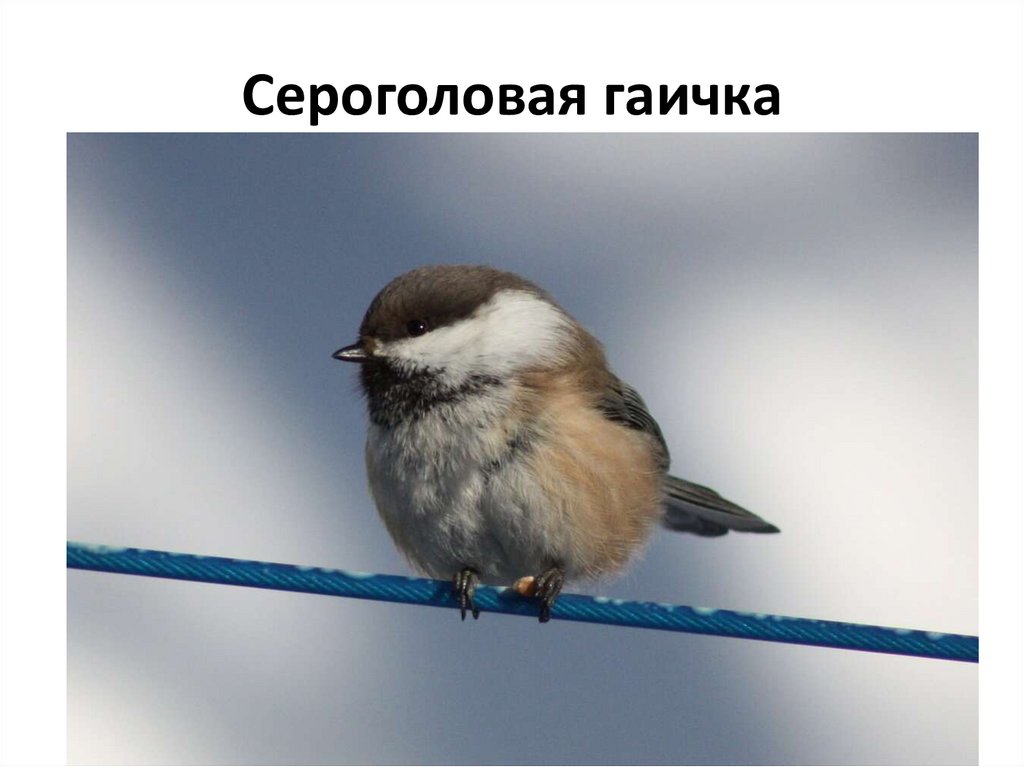 Сероголовая гаичка