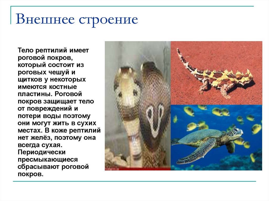 Внешнее строение