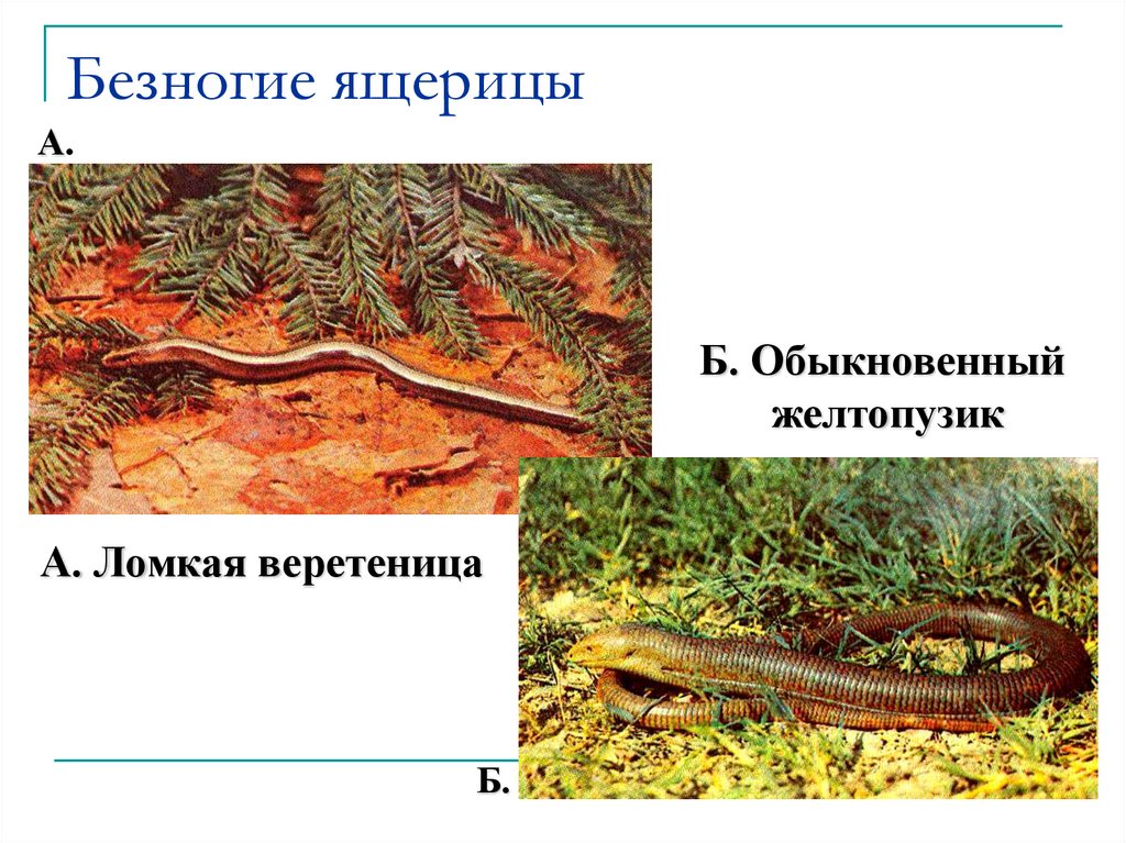 Безногие ящерицы