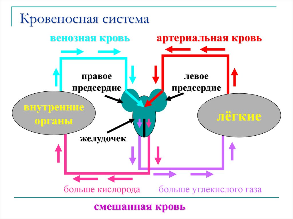 Кровеносная система