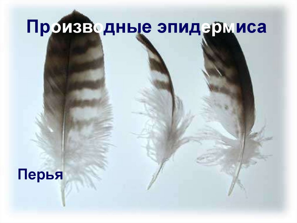 Производные эпидермиса