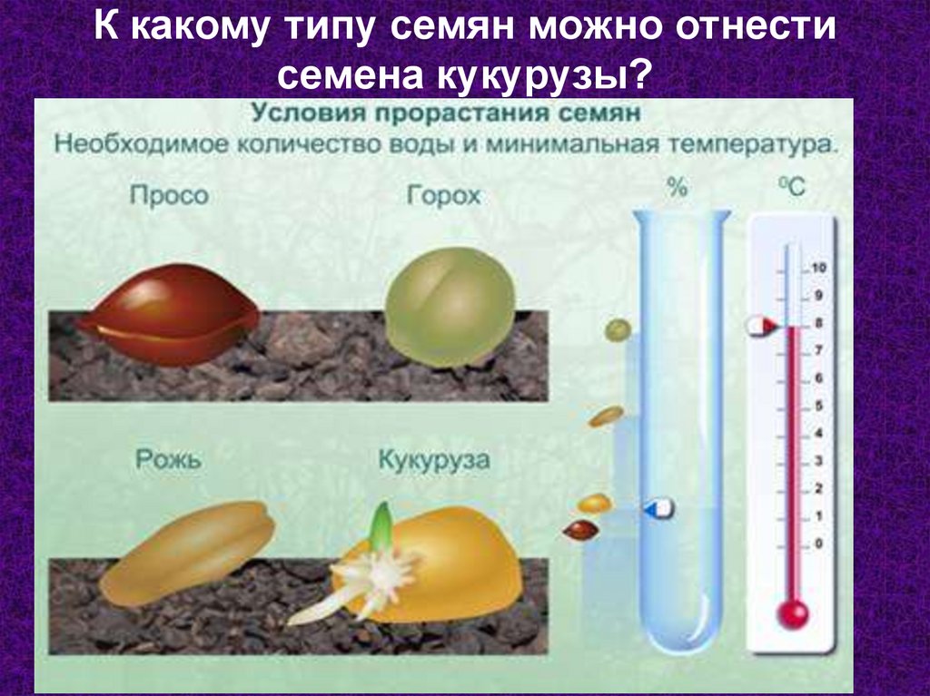 К какому типу семян можно отнести семена кукурузы?