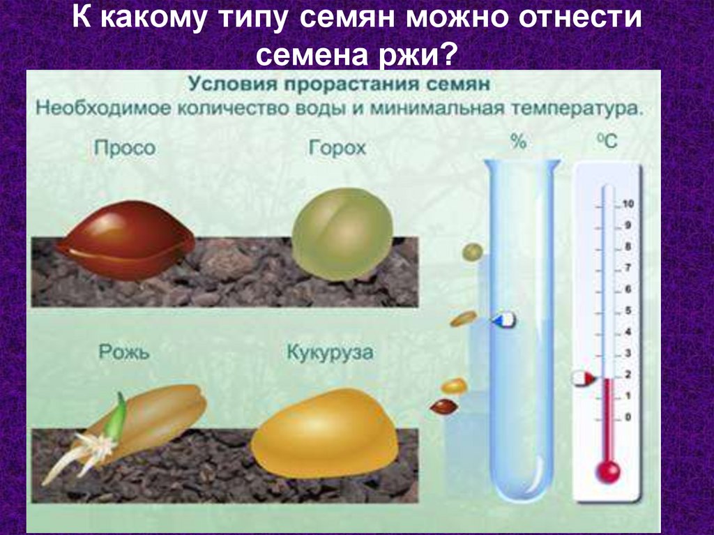 К какому типу семян можно отнести семена ржи?