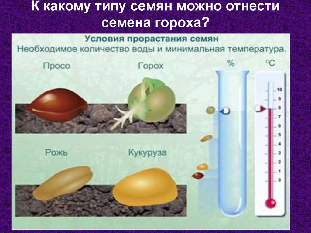 К какому типу семян можно отнести семена гороха?