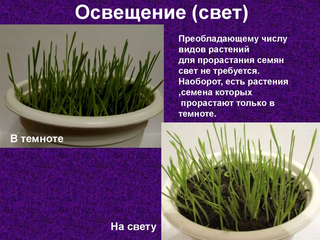 Освещение (свет)