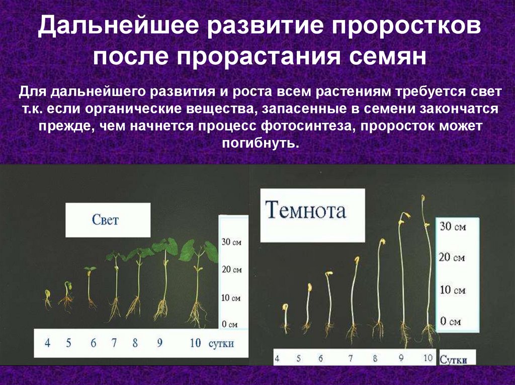 Дальнейшее развитие проростков после прорастания семян