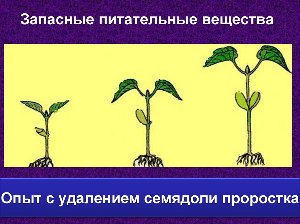 Запасные питательные вещества