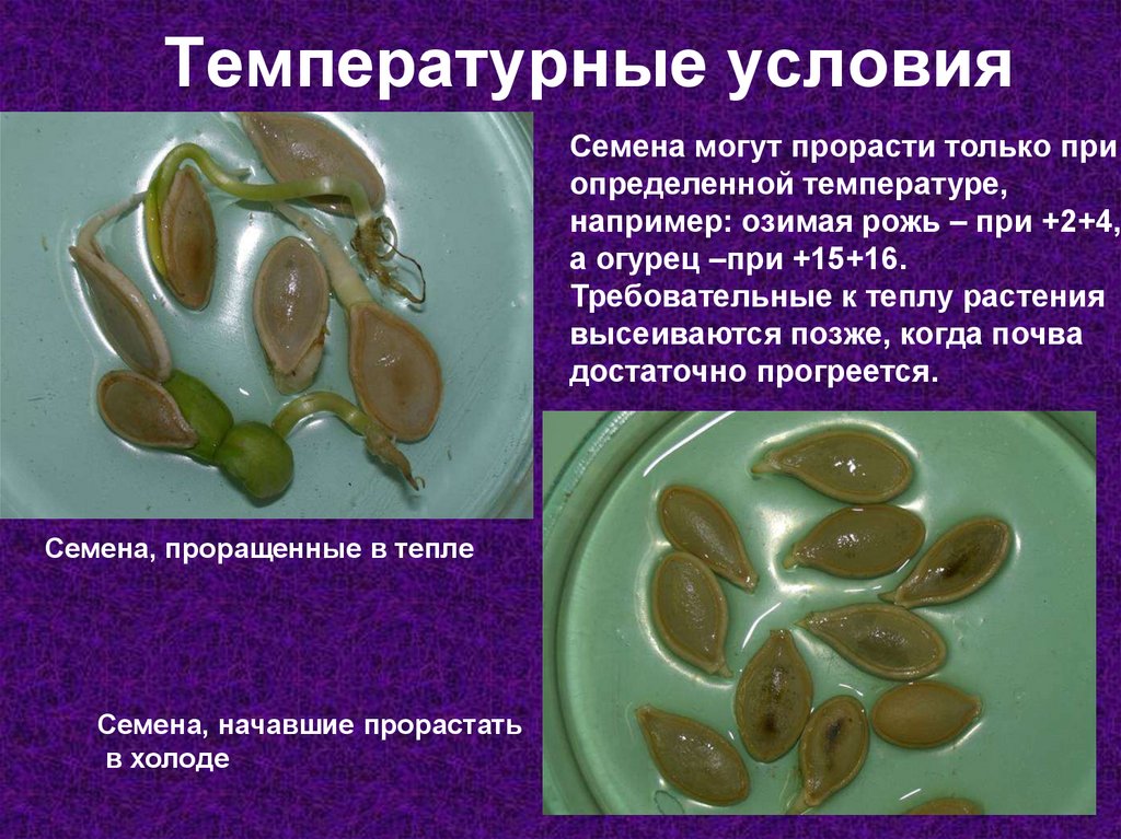 Температурные условия