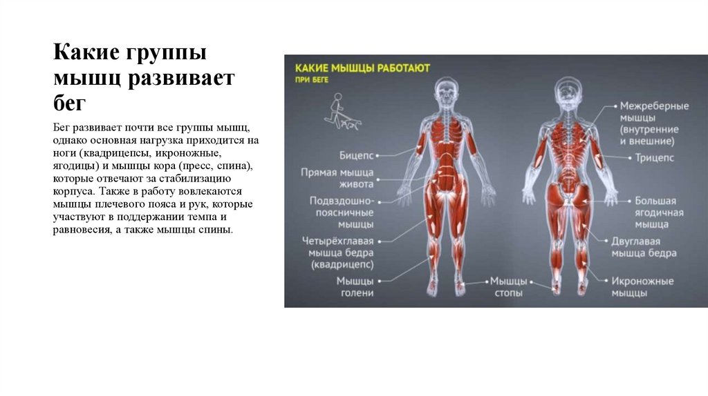 Какие группы мышц развивает бег