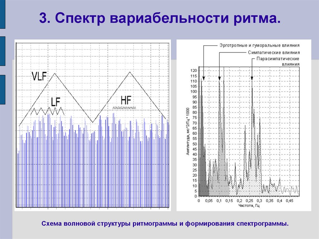 3. Спектр вариабельности ритма.