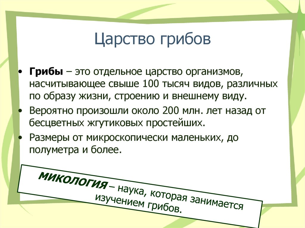 Царство грибов