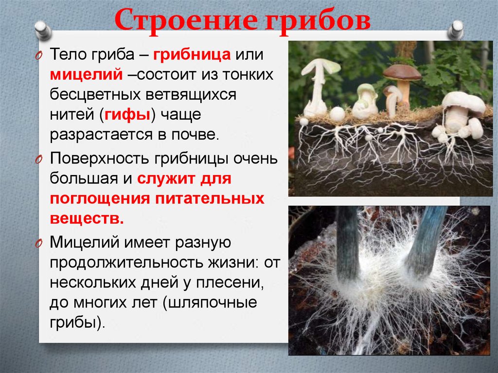 Строение грибов