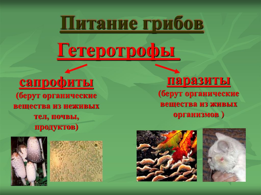 Питание грибов