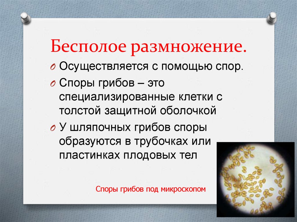 Бесполое размножение.