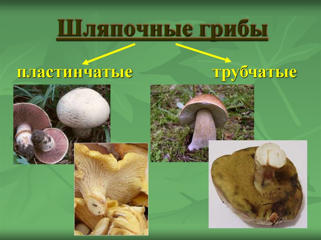 Шляпочные грибы