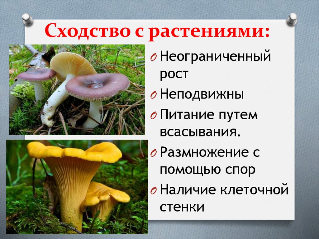 Сходство с растениями: