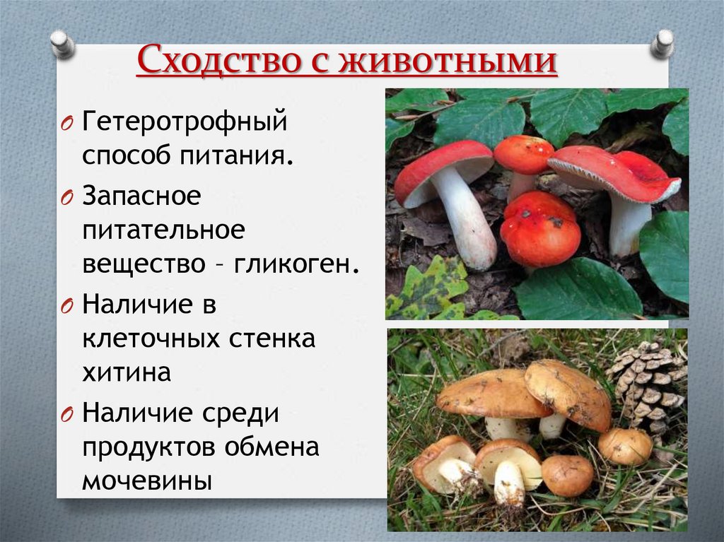 Сходство с животными