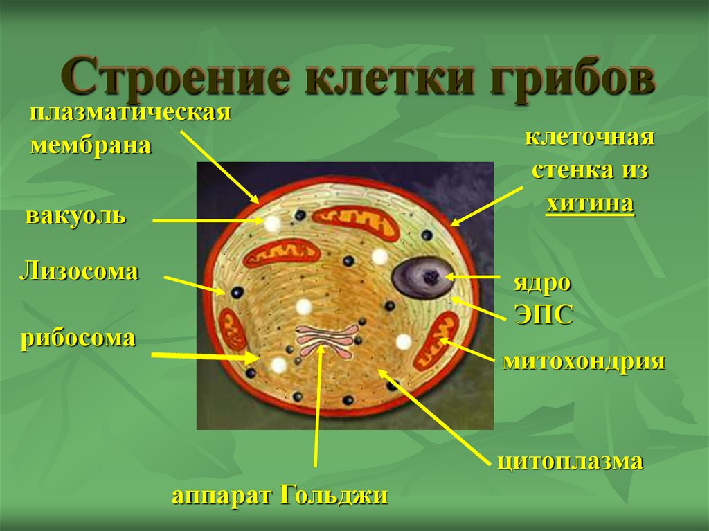 Строение клетки грибов