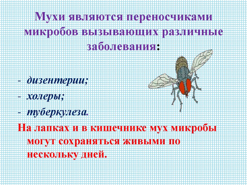 Мухи являются переносчиками микробов вызывающих различные заболевания: