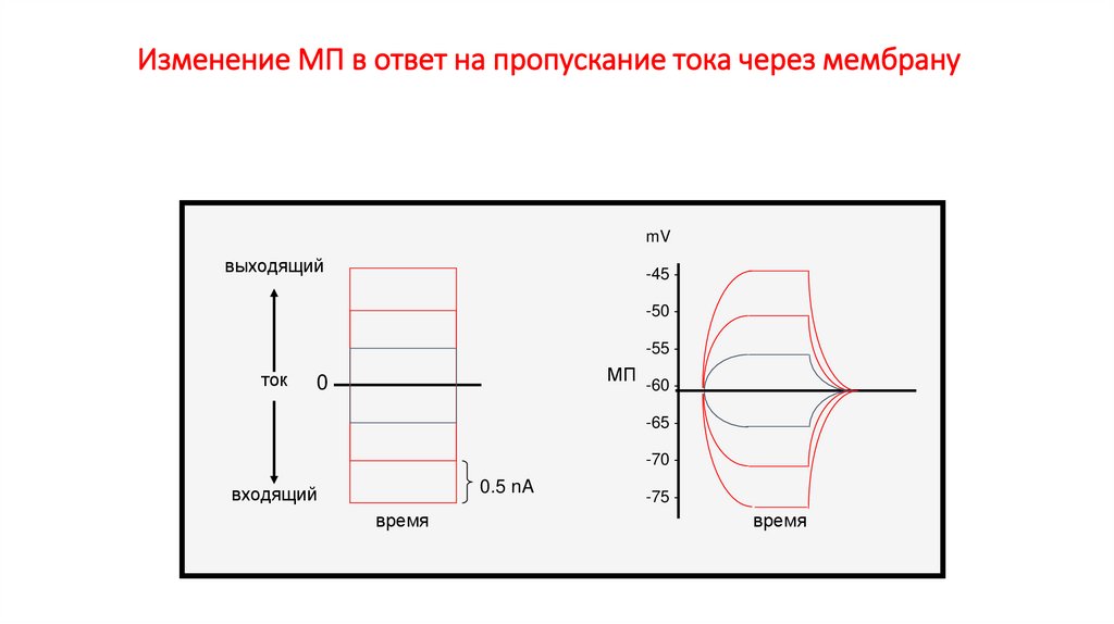 Изменение МП в ответ на пропускание тока через мембрану