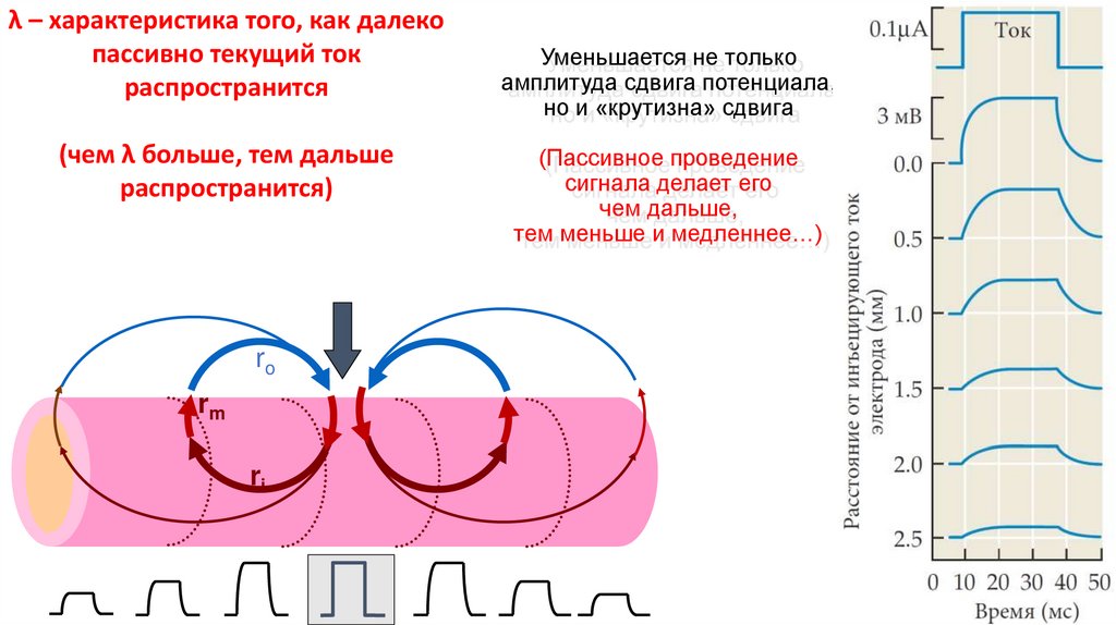 Уменьшается не только амплитуда сдвига потенциала, но и «крутизна» сдвига (Пассивное проведение сигнала делает его чем дальше,