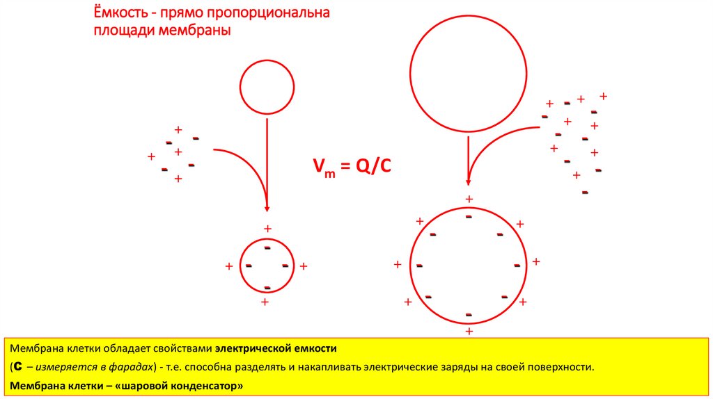 Ёмкость - прямо пропорциональна площади мембраны