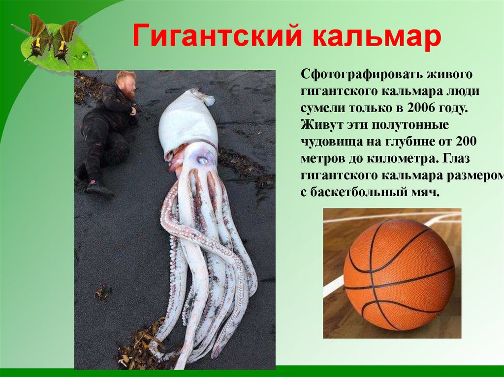 Гигантский кальмар