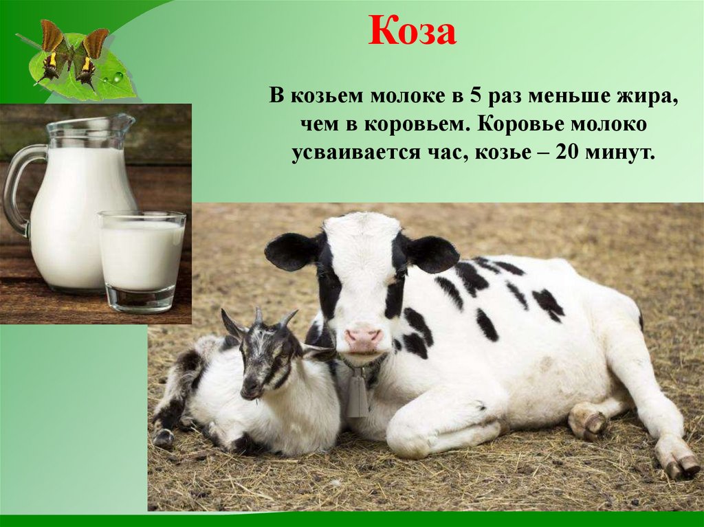 Электрический угорь