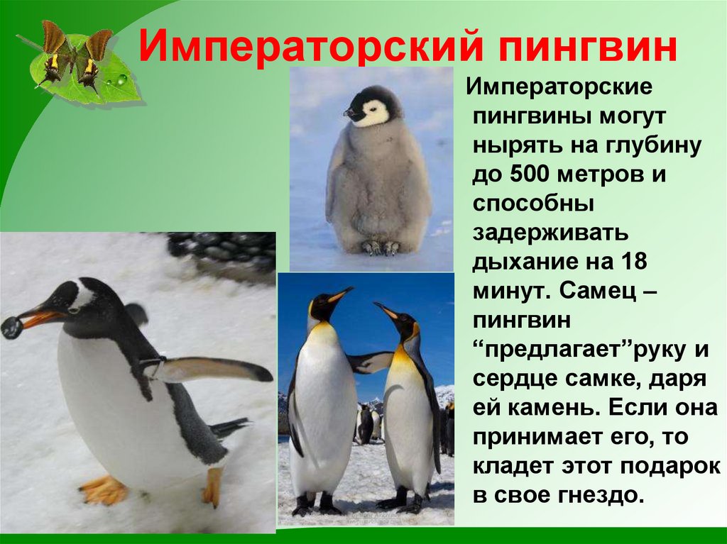 Рыба-парусник