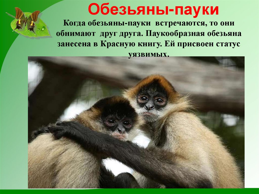 Императорский пингвин