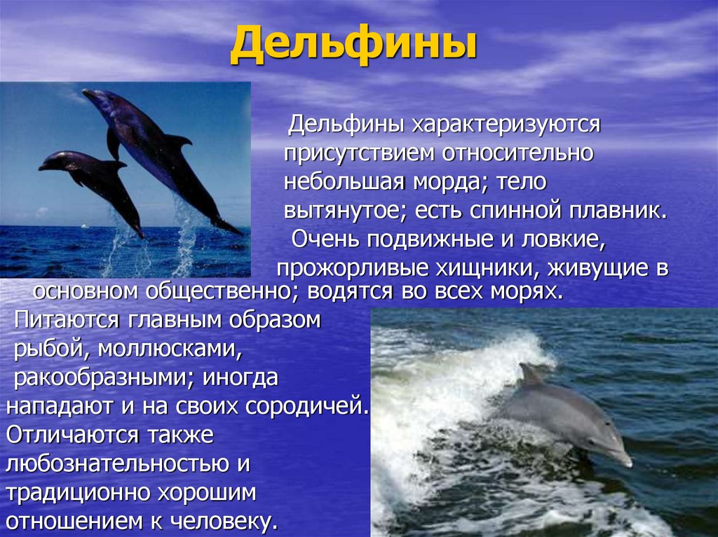 Дельфины