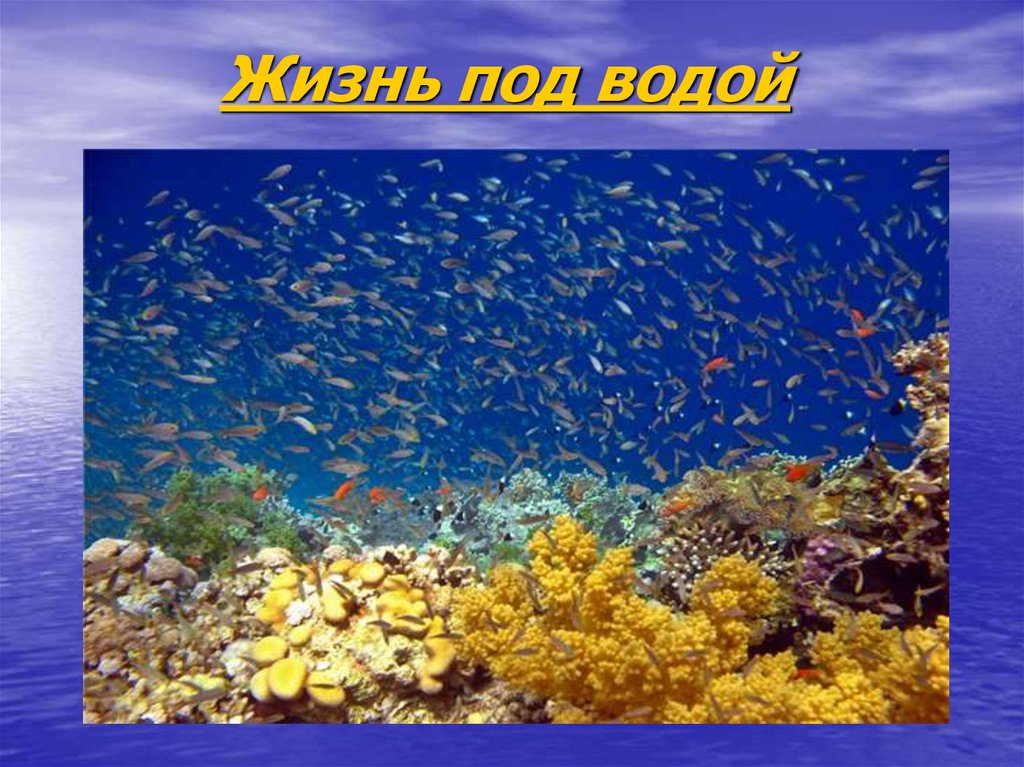 Жизнь под водой
