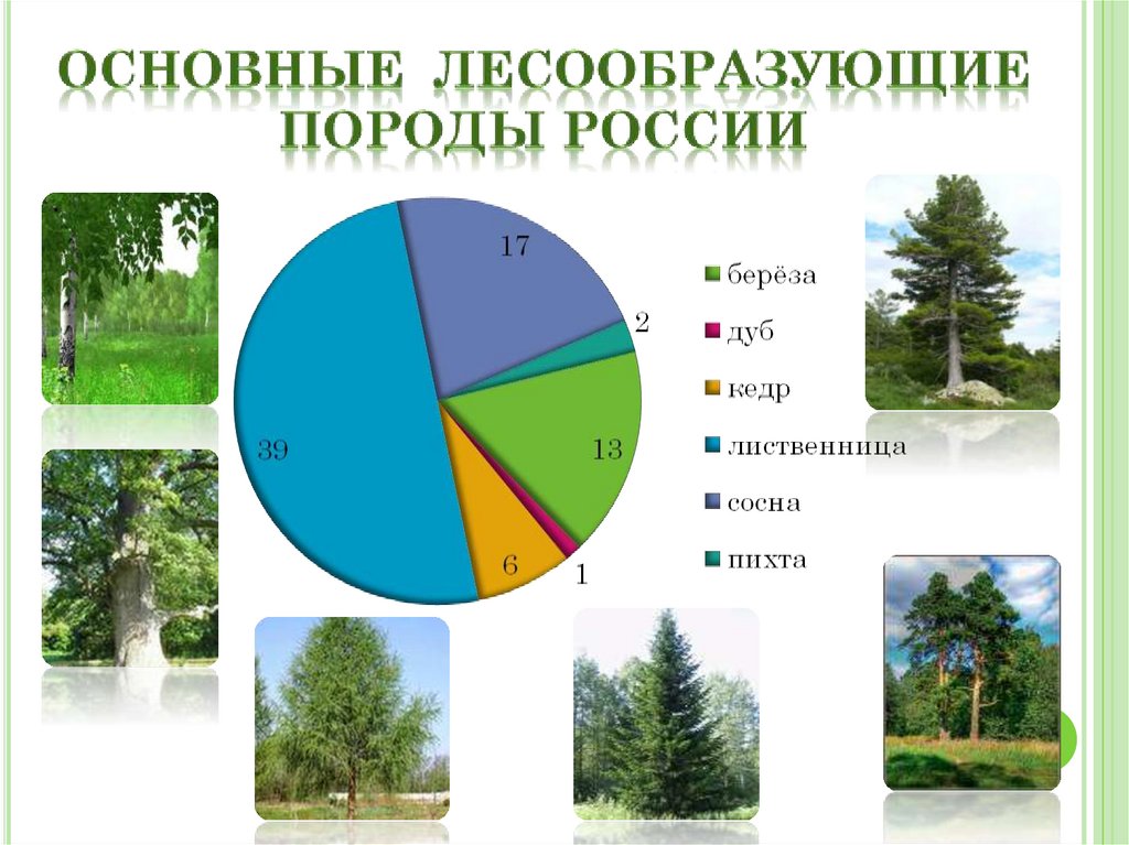 Основные лесообразующие породы россии