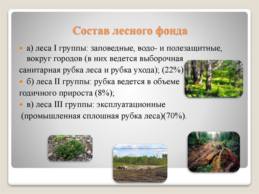 Состав лесного фонда