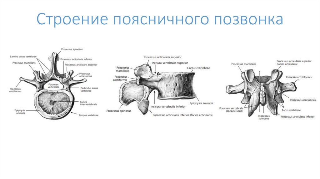 Строение поясничного позвонка