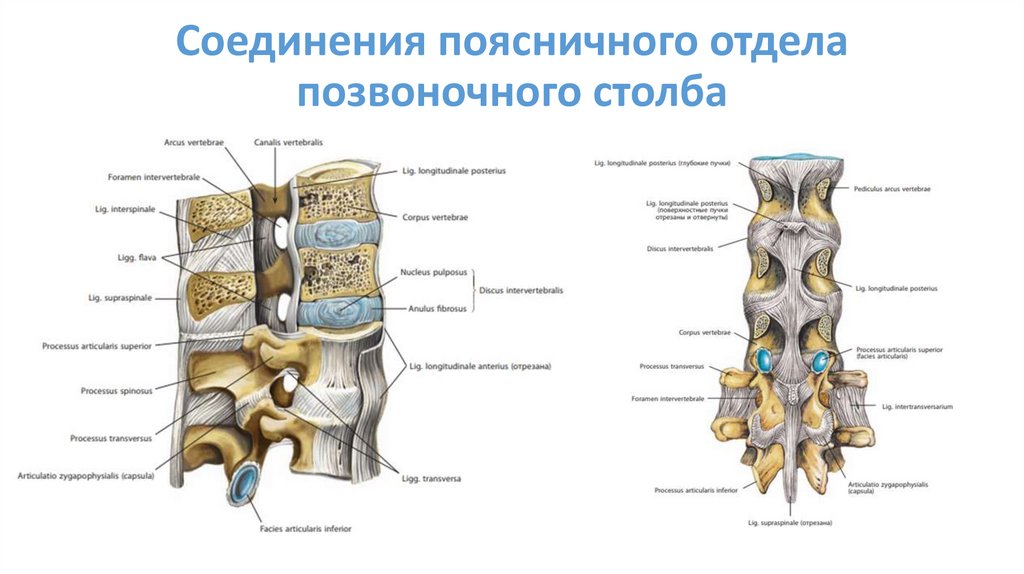 Соединения поясничного отдела позвоночного столба
