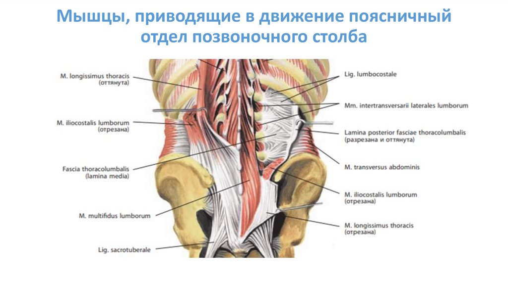 Мышцы, приводящие в движение поясничный отдел позвоночного столба