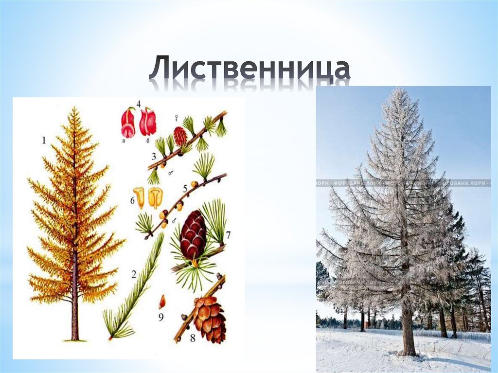 Лиственница