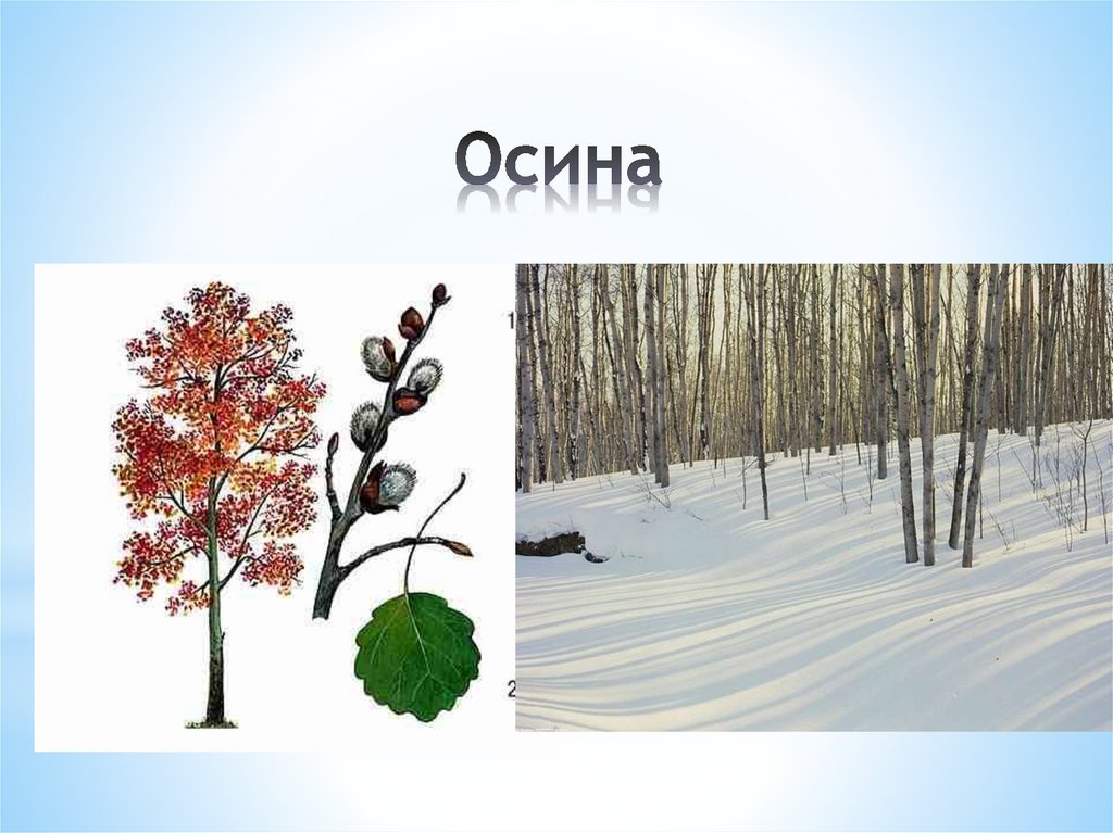 Осина