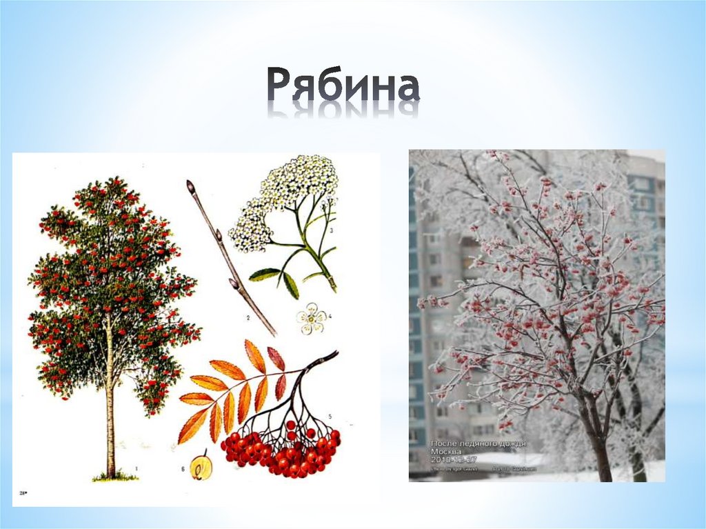 Рябина