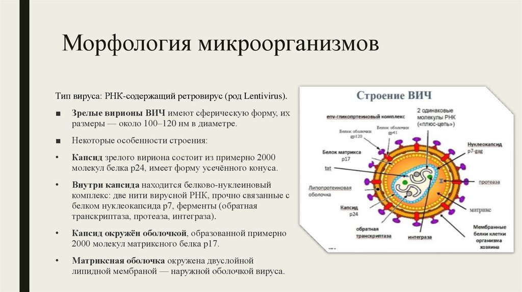 Морфология микроорганизмов