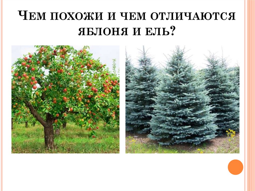 Чем похожи и чем отличаются яблоня и ель?