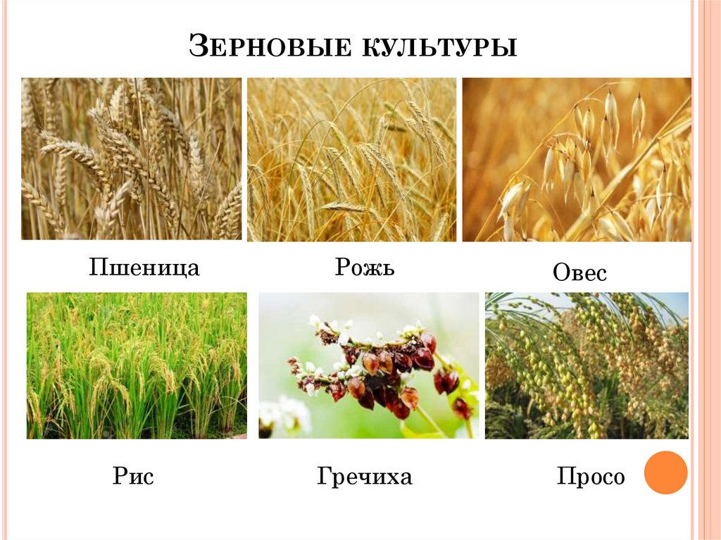 Зерновые культуры