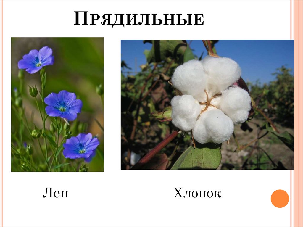 Прядильные