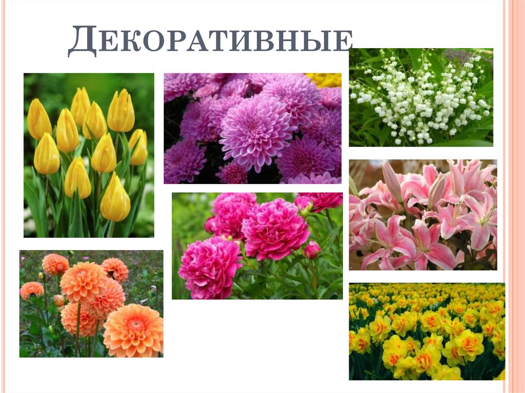 Декоративные